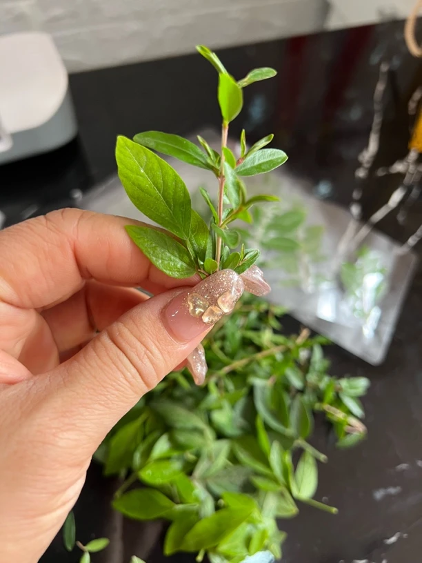 请老爷保号红花抹草好事欢喜专用