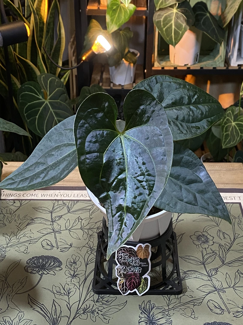 奢华×盾叶花烛0.5青山盆（0732）