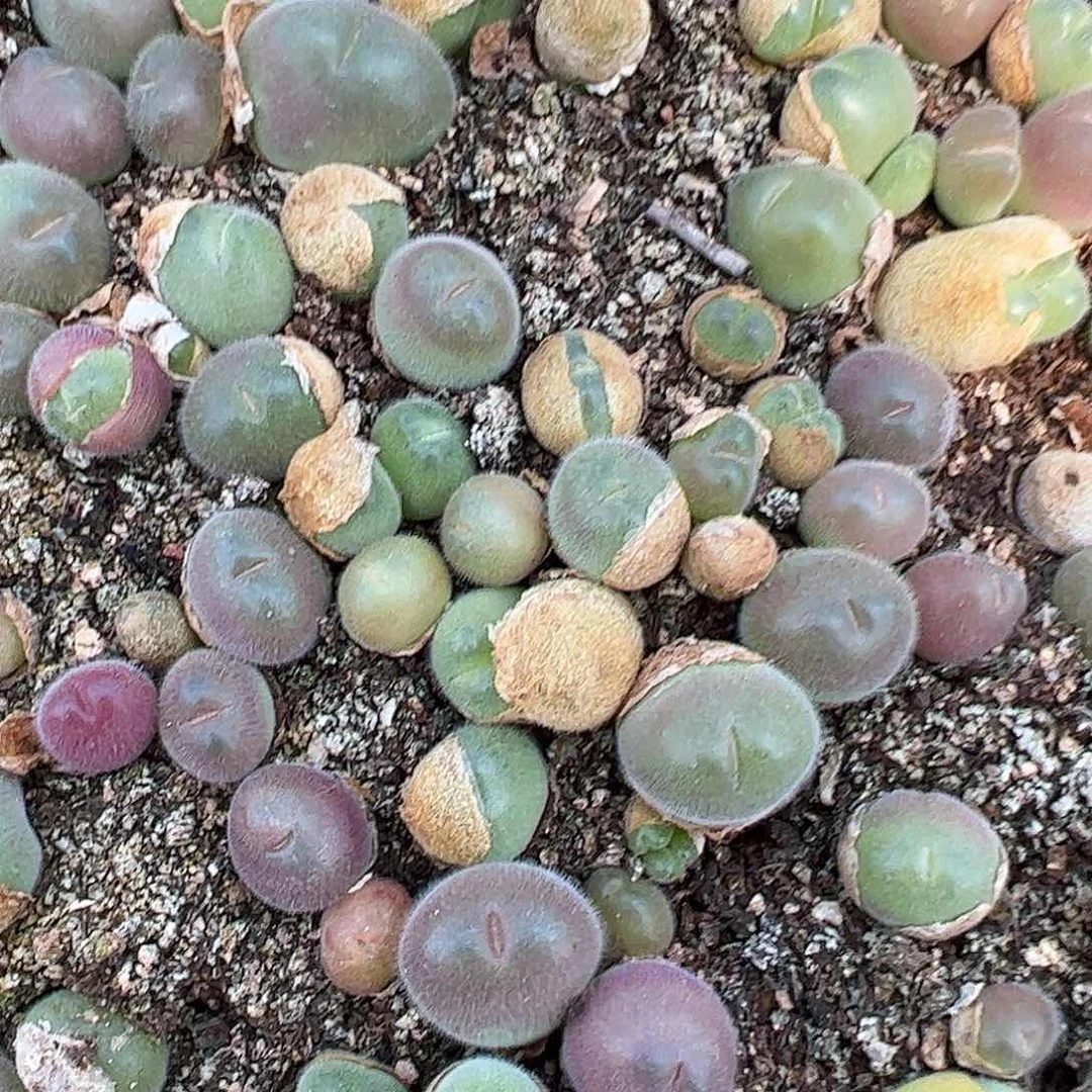 0000量拍长毛翠滴3颗