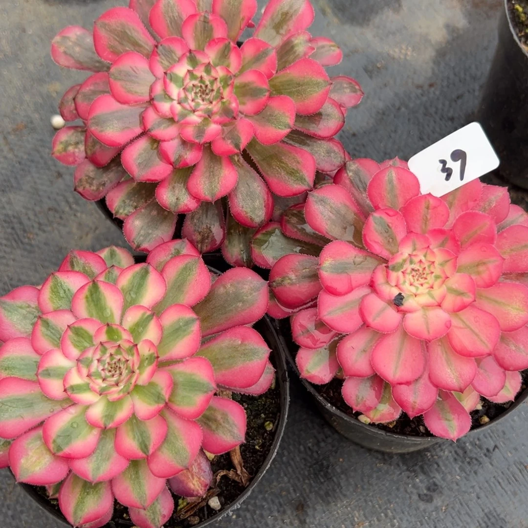 20包邮39粉铜一颗5多肉系