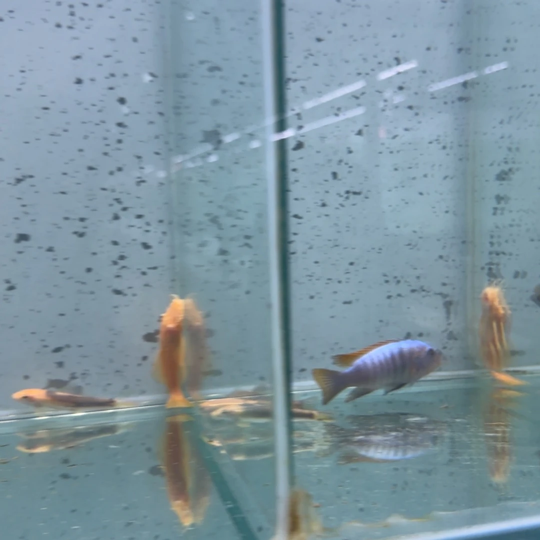 慈鲷别**我1177号火麒麟