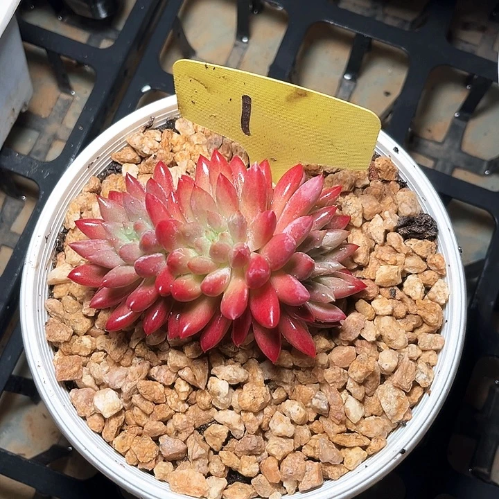 红体虞美人1号码牌子的