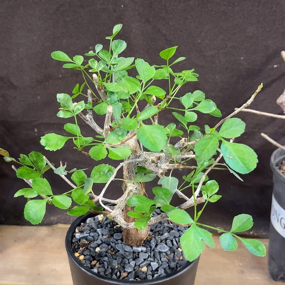 汤圆植物芳香橄榄原价580