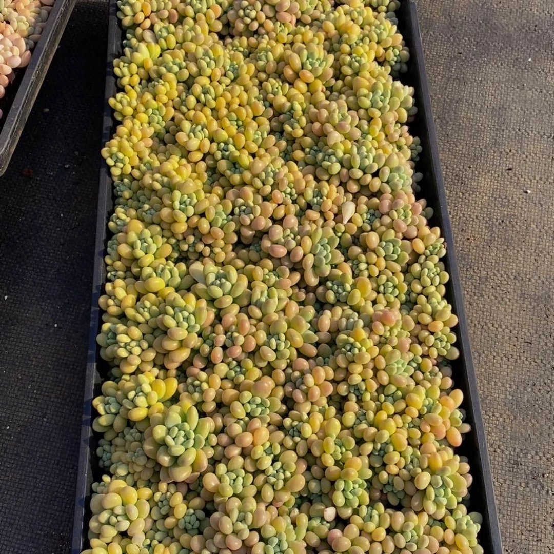 259的人生态度就是这样吧