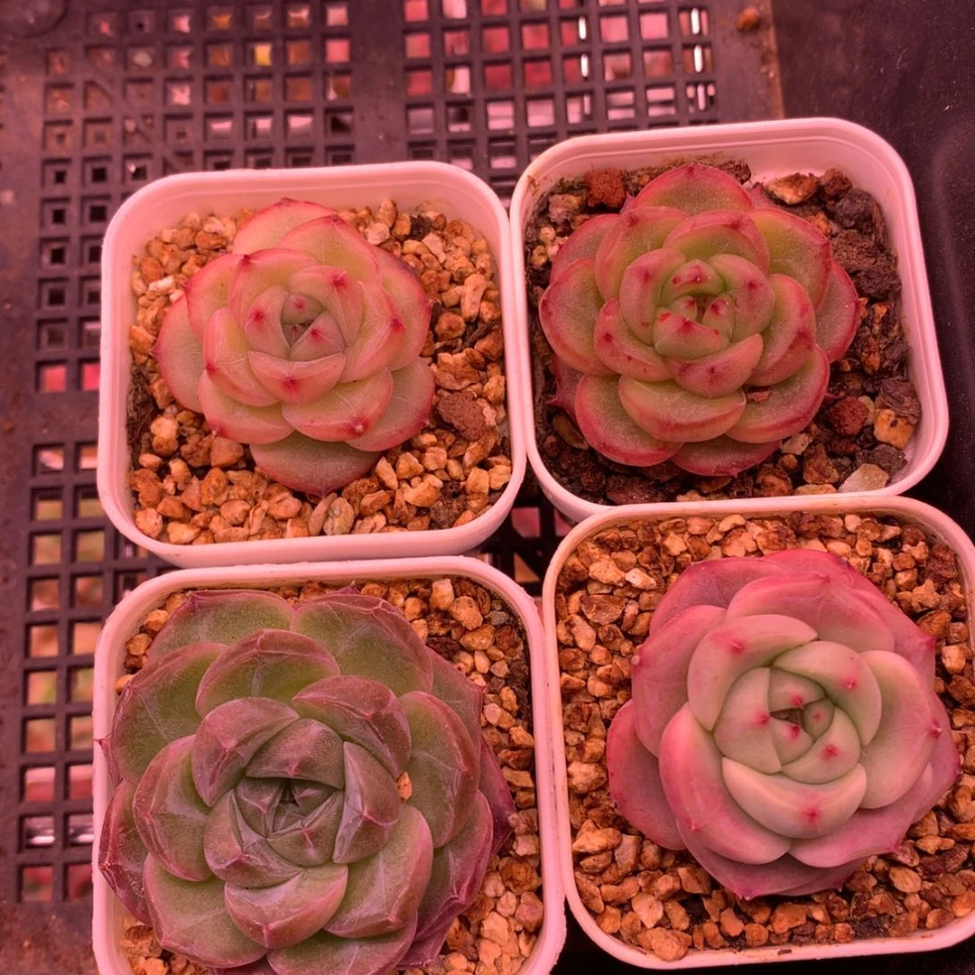 0224-45 珍妮4颗