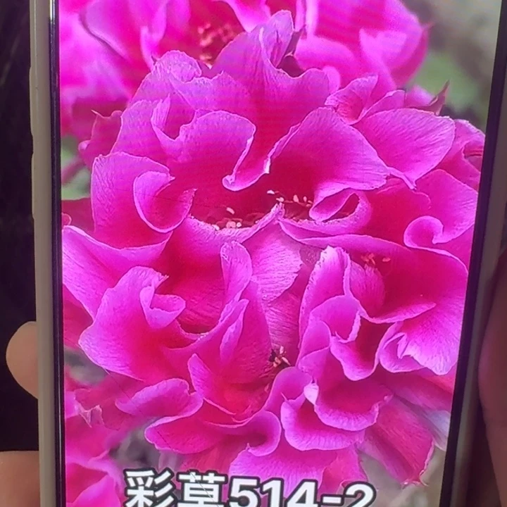 203彩草嫣然歪4公分左右无根侧牙，20包邮