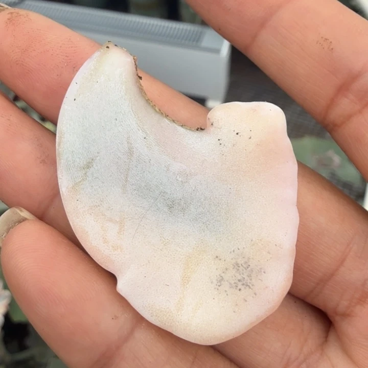 芭蕾舞者锦一个叶片