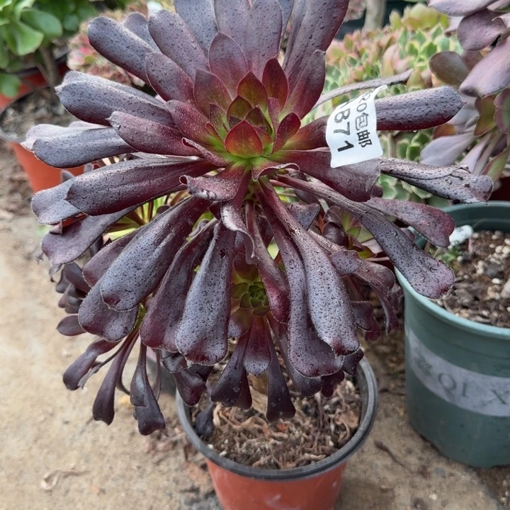 满20包邮，871墨法师