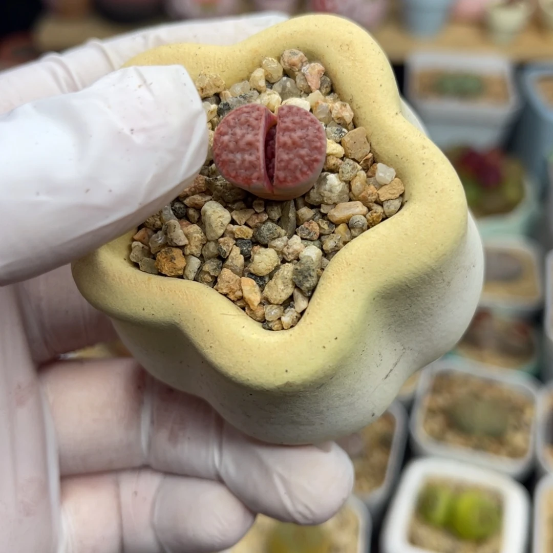 多肉植物一物一拍115不带盆土