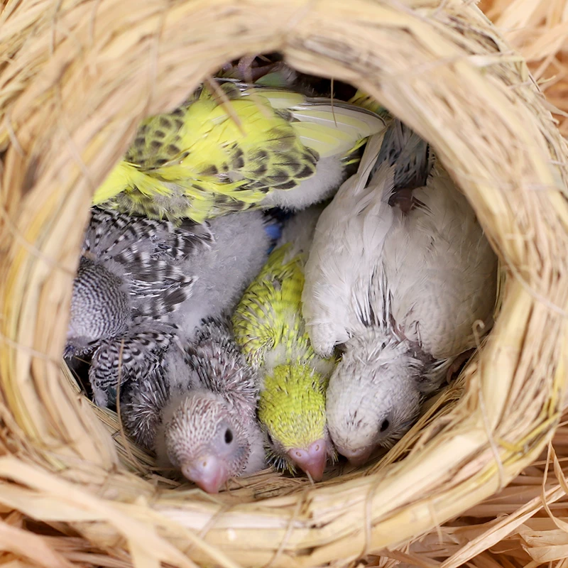 2只雏鸟虎皮鹦鹉雏鸟幼鸟可学说话纯手养鹦鹉活鸟