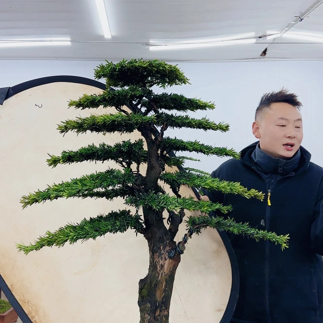 焜*盆景制作过程非常