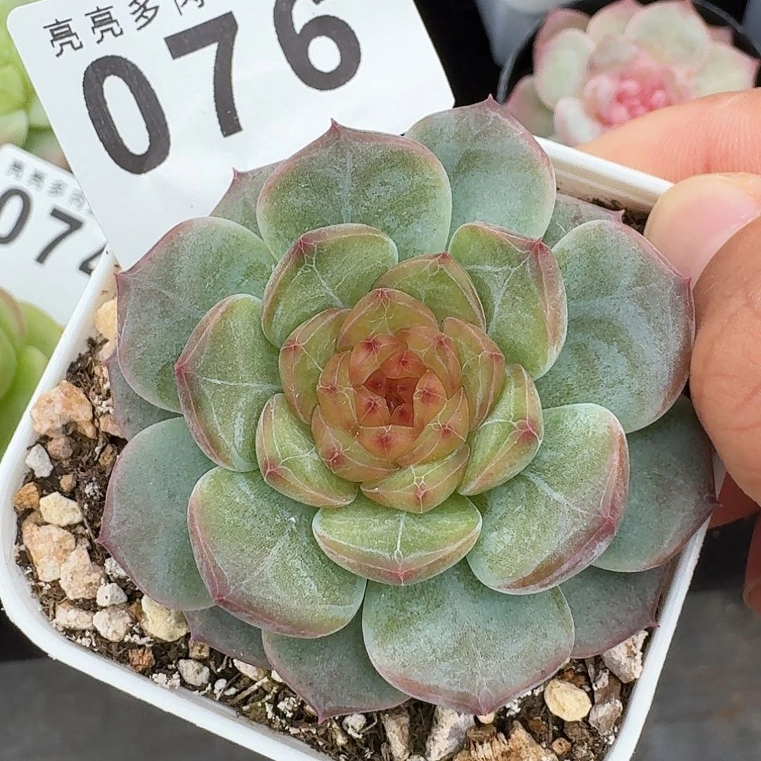百香果珍妮          开播福利拍够包邮发货
