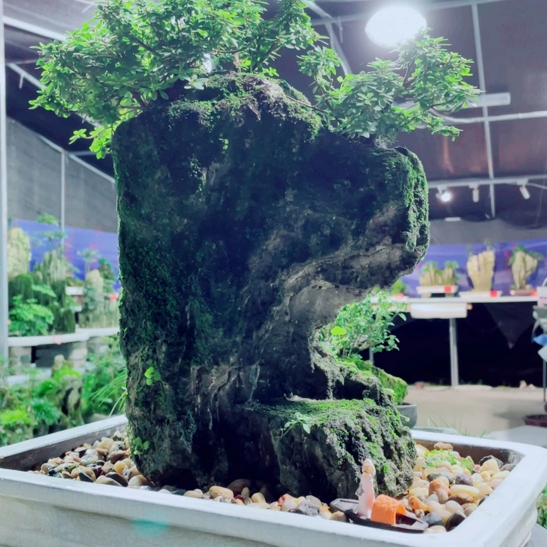 昵***置无花朵我们是有共同话题了是