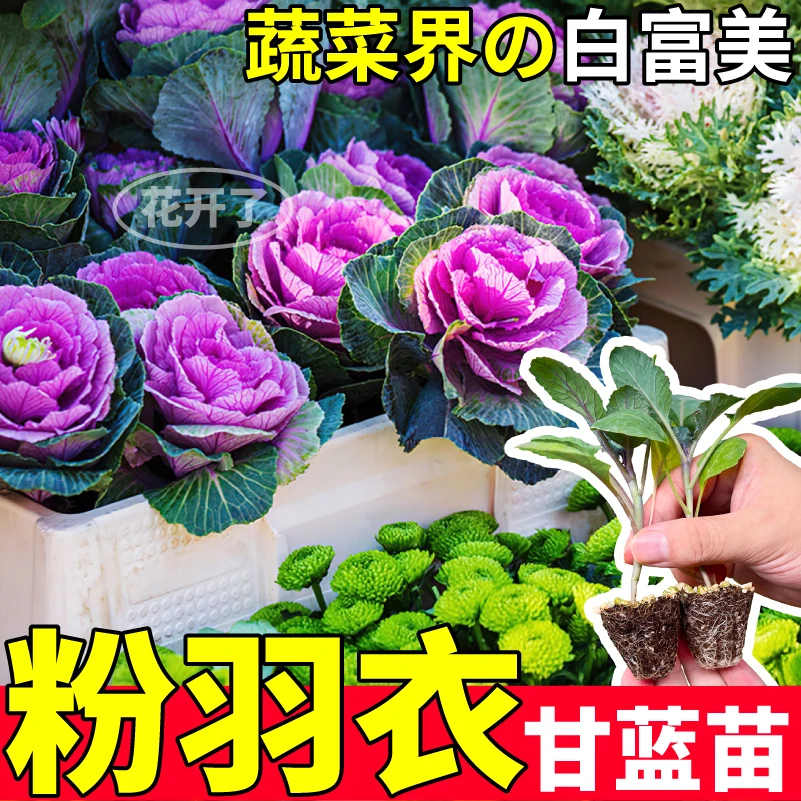 四季高产粉羽衣甘蓝苗营养观赏食用紫绿羽衣甘蓝盆栽耐寒大田阳台