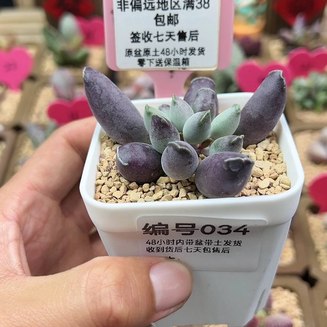 健***忙034艺妓海豹多肉植物