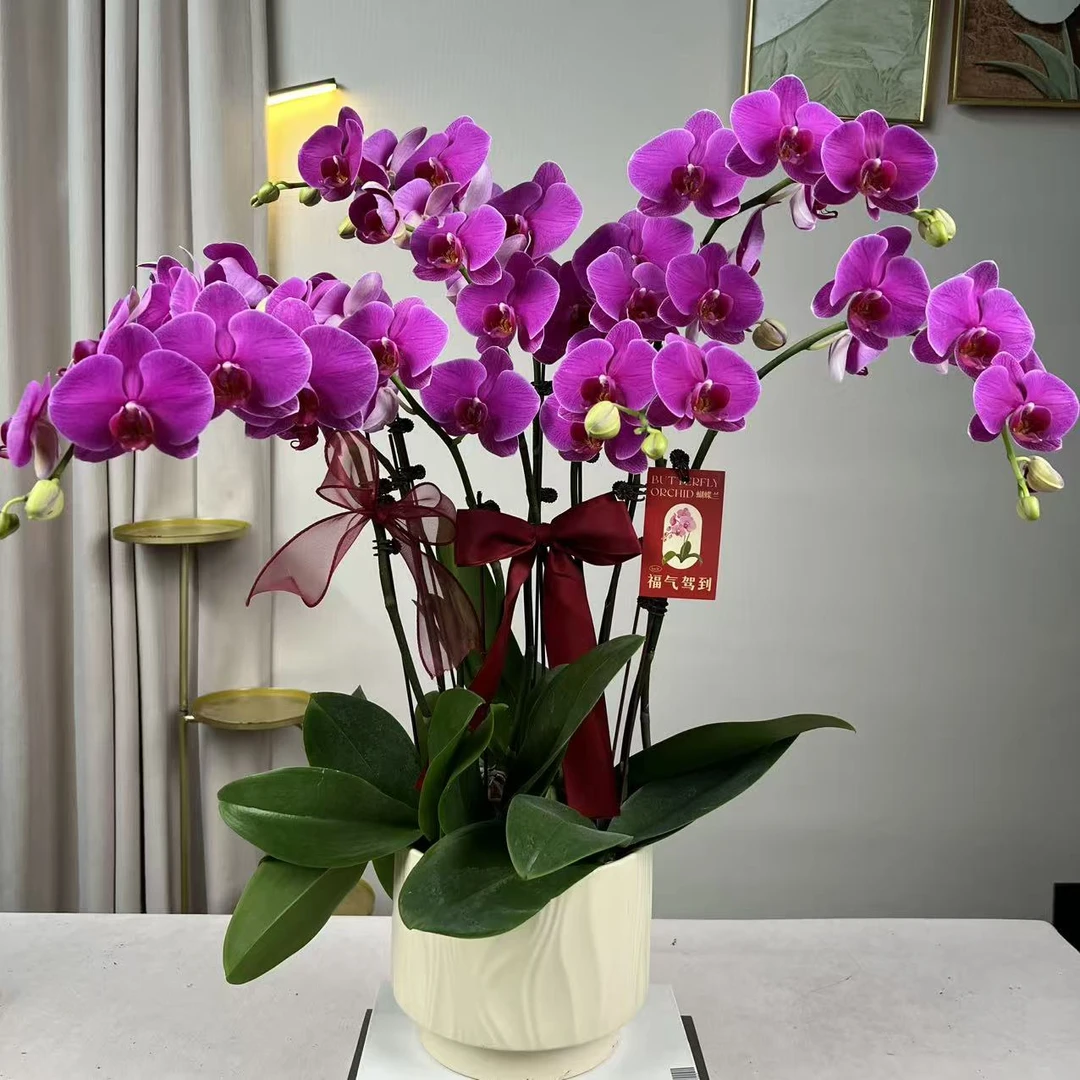 蝴蝶兰《恭喜发财》经典年宵花花 送人送礼首选 带花带苞 基地直发