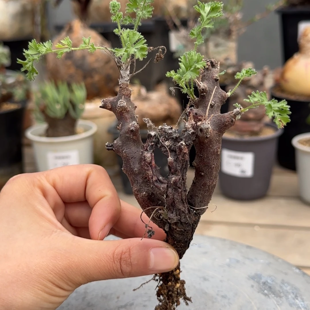 黑珊瑚洋葵块根植物