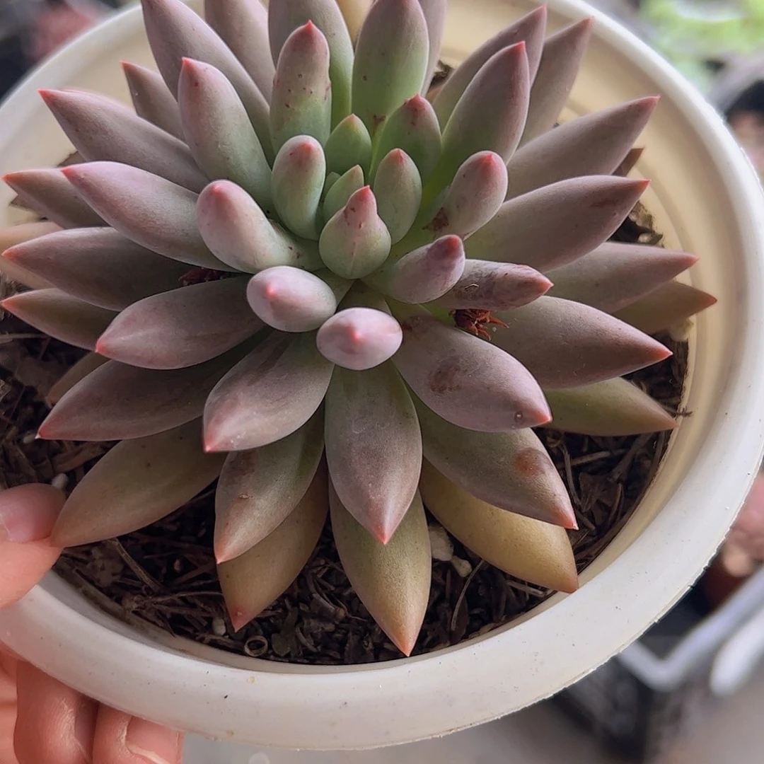 虞美人大单头精品多肉