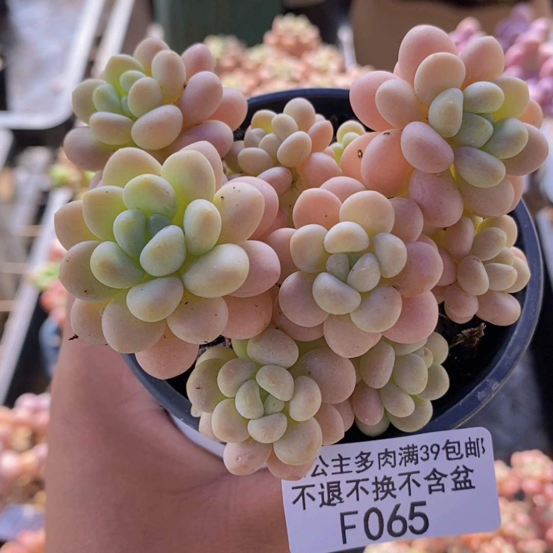 洛可可8cm065多肉植物