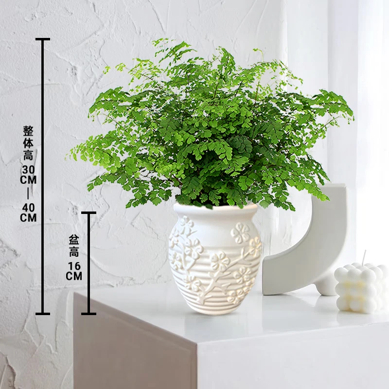 铁线蕨绿植室内净化空气办公室植物耐阴好桌面养四季常绿植物