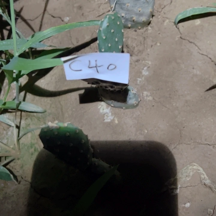 X**YC40仙人掌一颗25