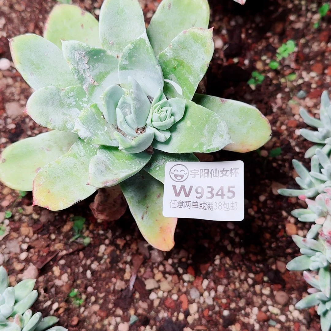 9345牡丹苹果叶多肉