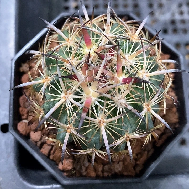 孤品实生有兴趣美刺琥爪玉4.6cm仙人球