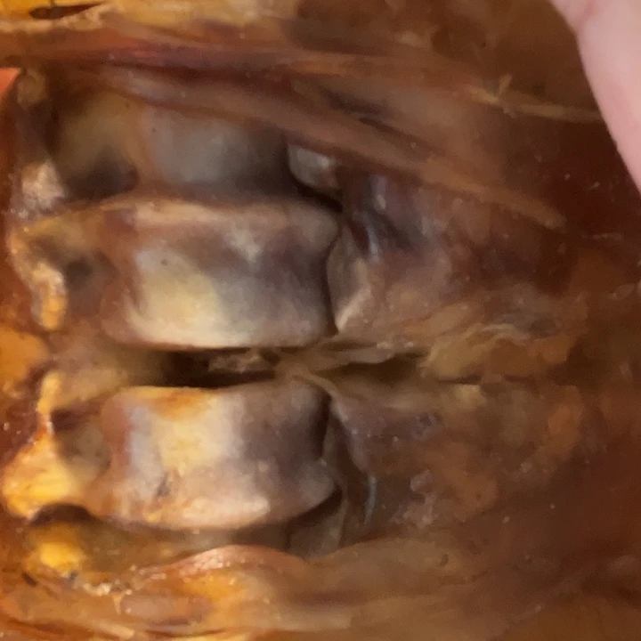 智***赵ZXhu整个带筋一半小整个带筋一半小