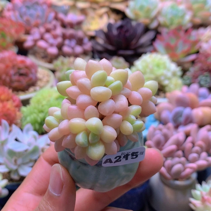 一物一拍含盆土满38包邮A215