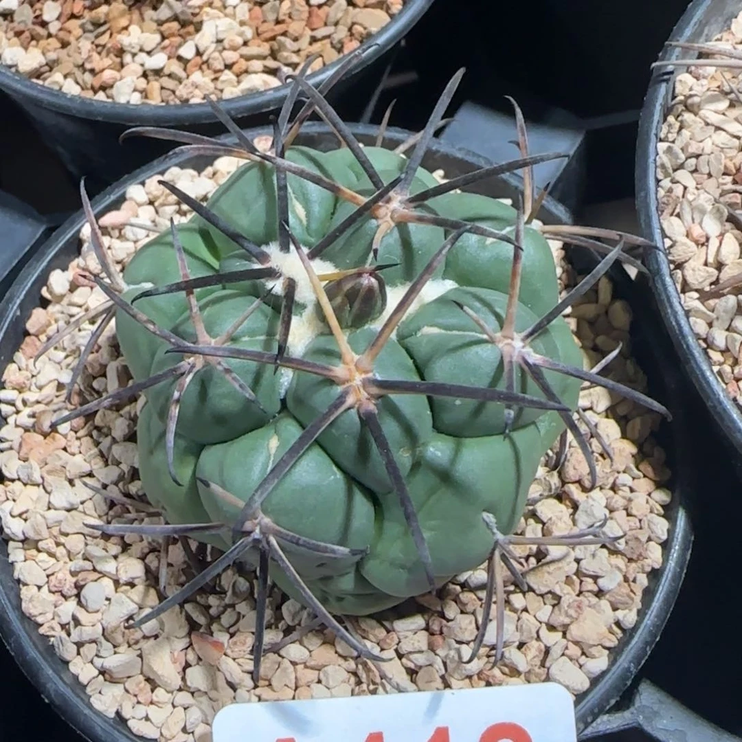 黑刺大翔 自根仙人球418