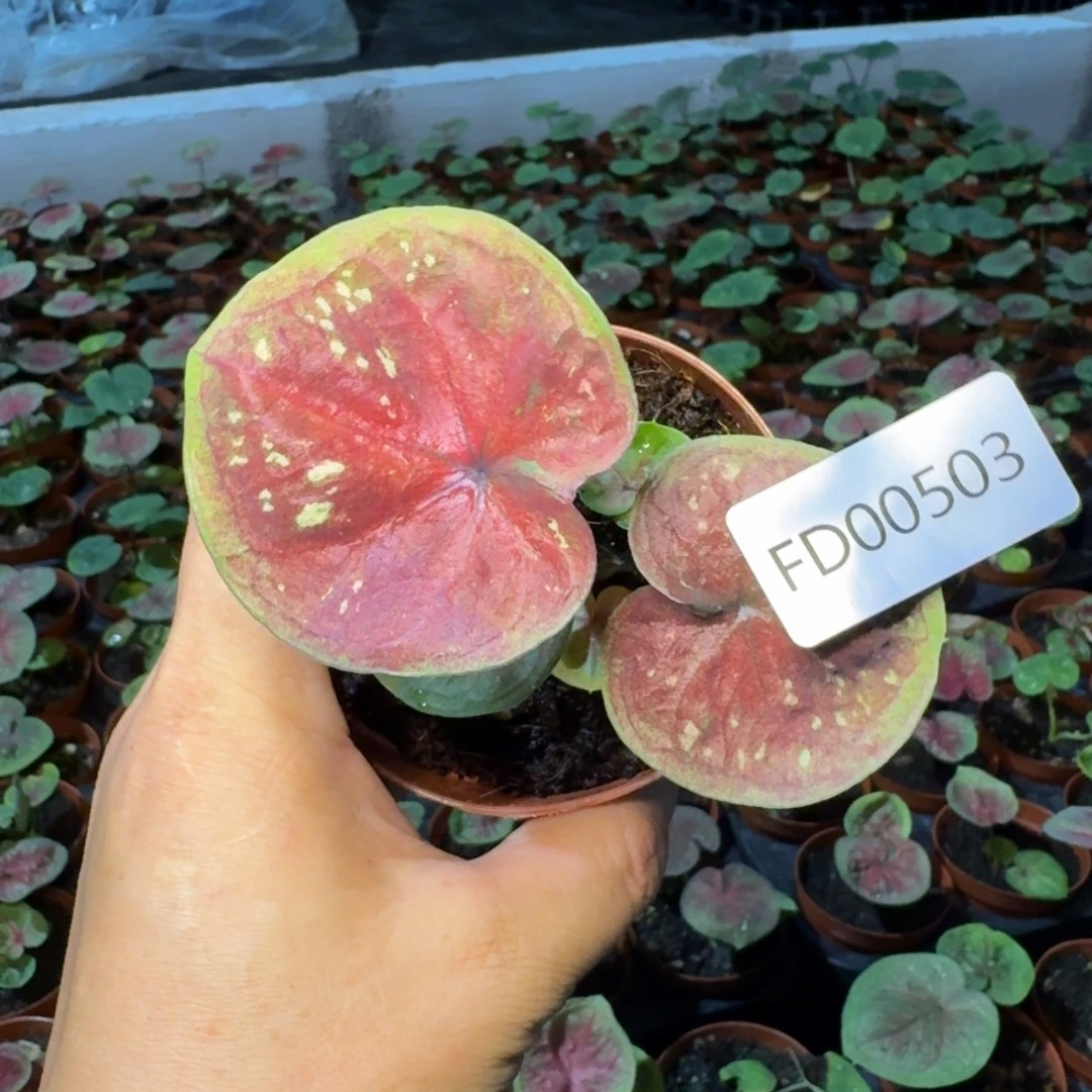 无花朵海王FD00503