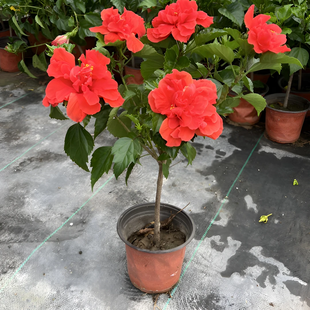 （国旗红独秆棒棒糖）重瓣扶桑花木槿花卉朱瑾花四季开花大型观花