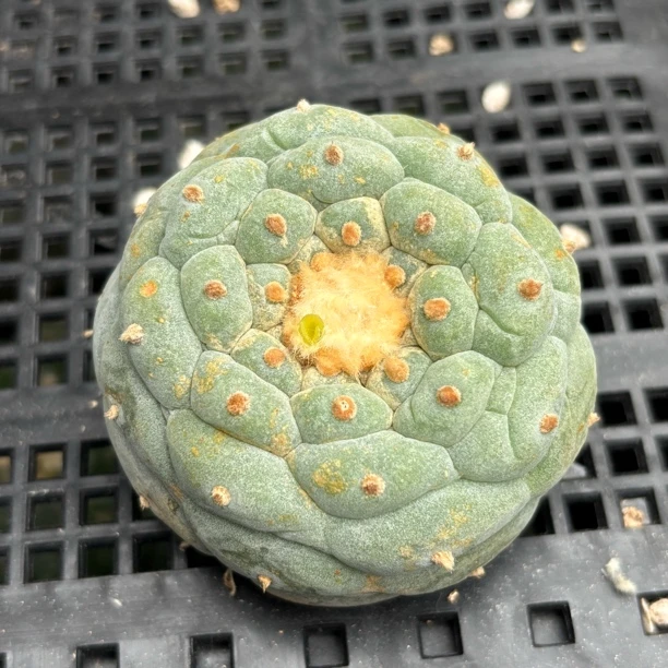 仙人球 有根点 一物一拍 249