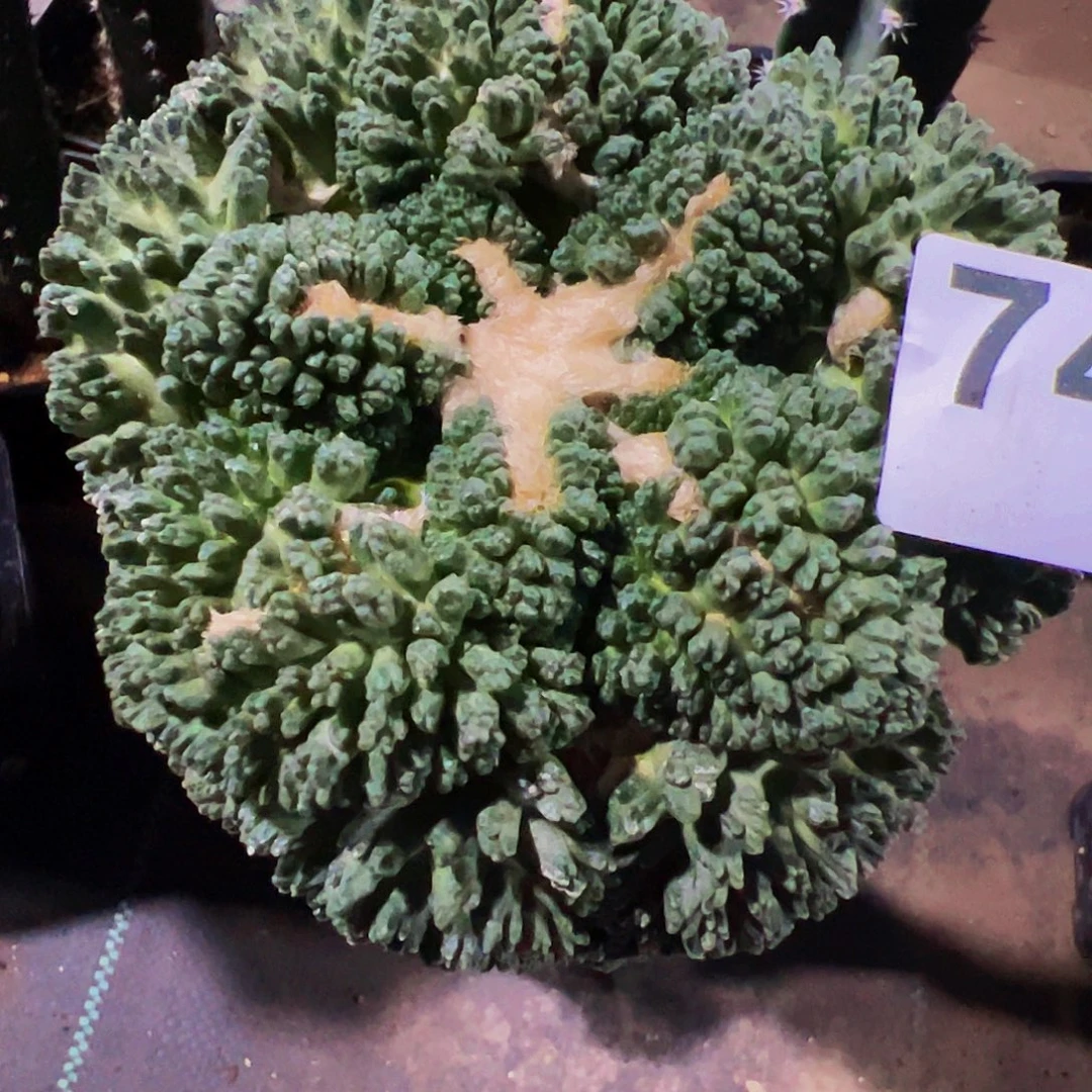 一***。无花朵大尤哥斯拉牡丹744