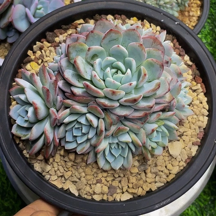 雪茶一物一拍哦哦哦哦哦哦哦