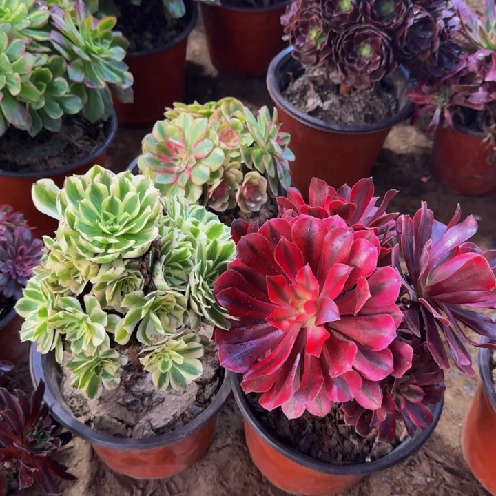 美杜莎➕迈巴赫9.9。