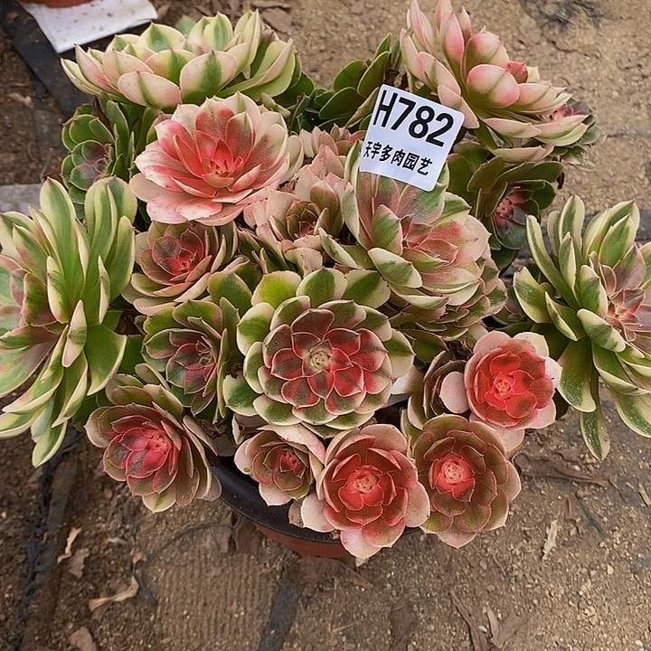 多肉植物荔枝782多肉处理