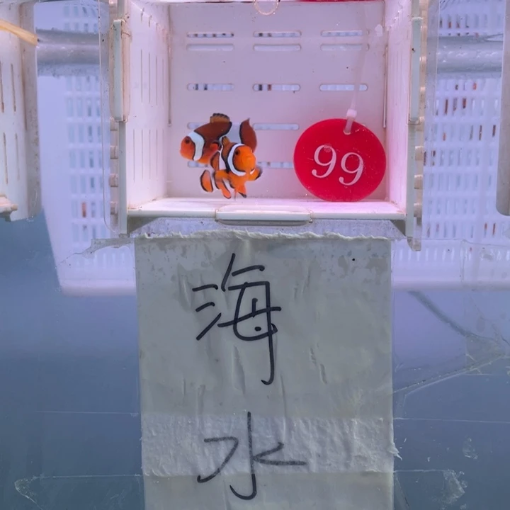 海水鱼精品背心2条4-5