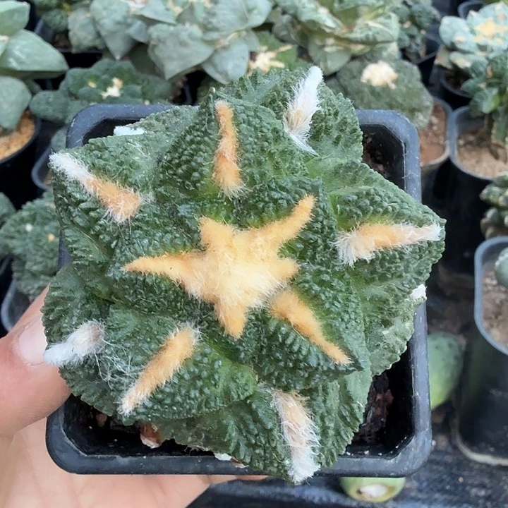 无花朵857螺旋金毛龟甲牡丹