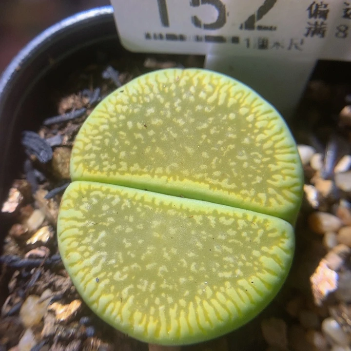 精品生石花225.152