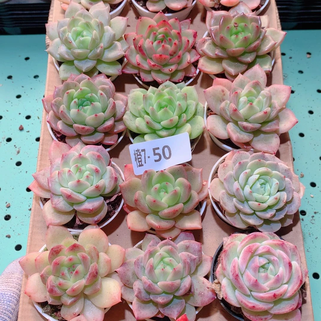 7-50一物一拍多肉带盆18颗