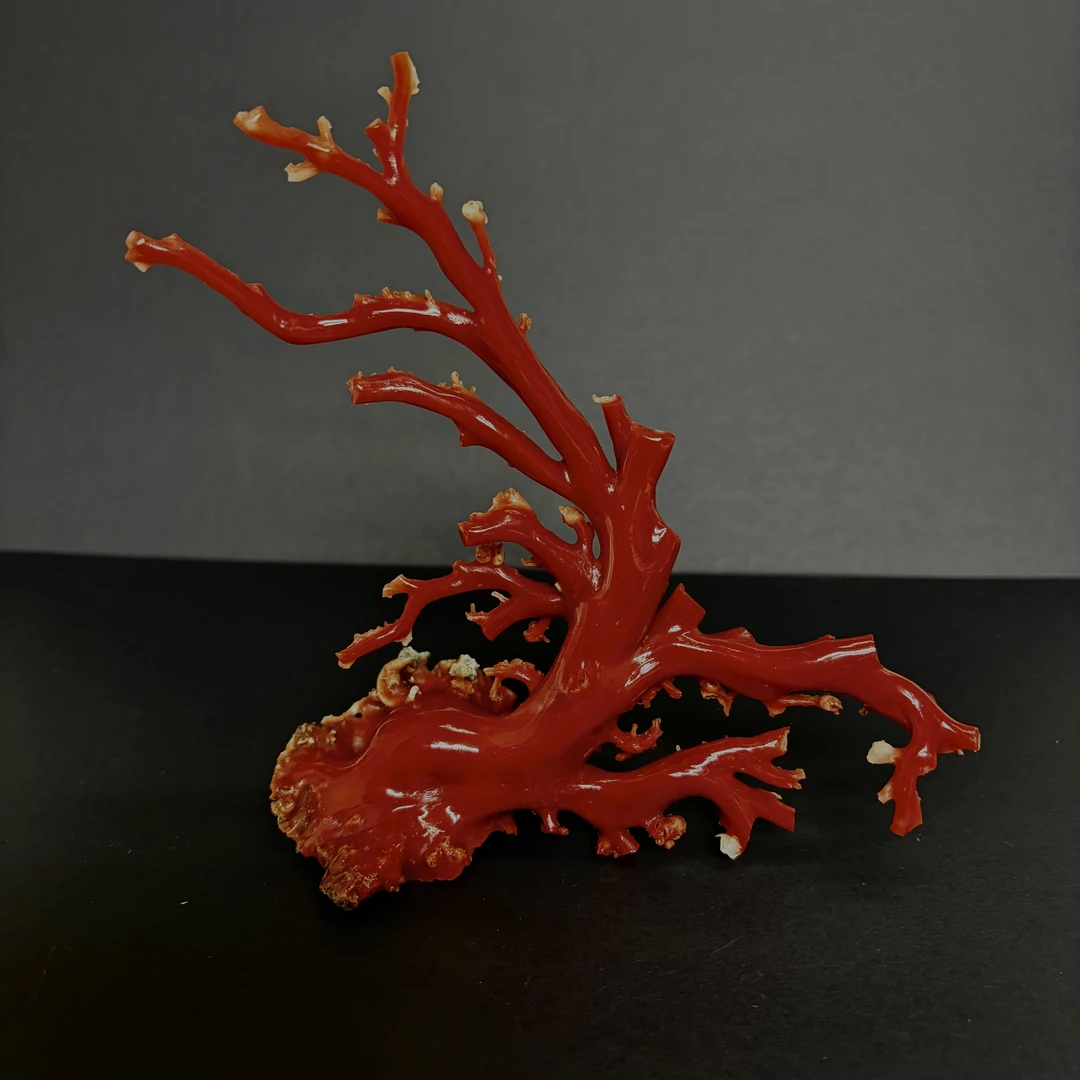 天然珊瑚树-22045