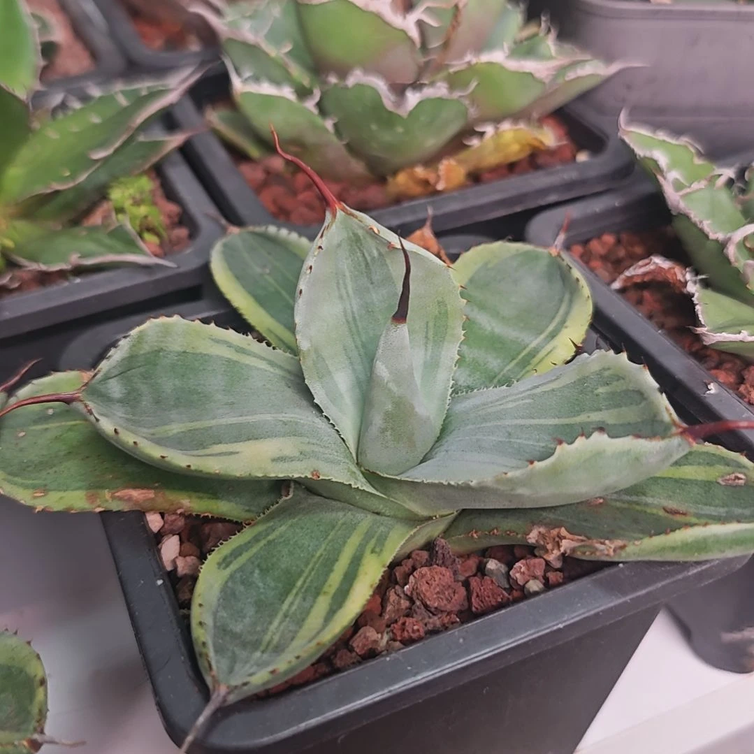 福克斯娃娃脸龙舌兰