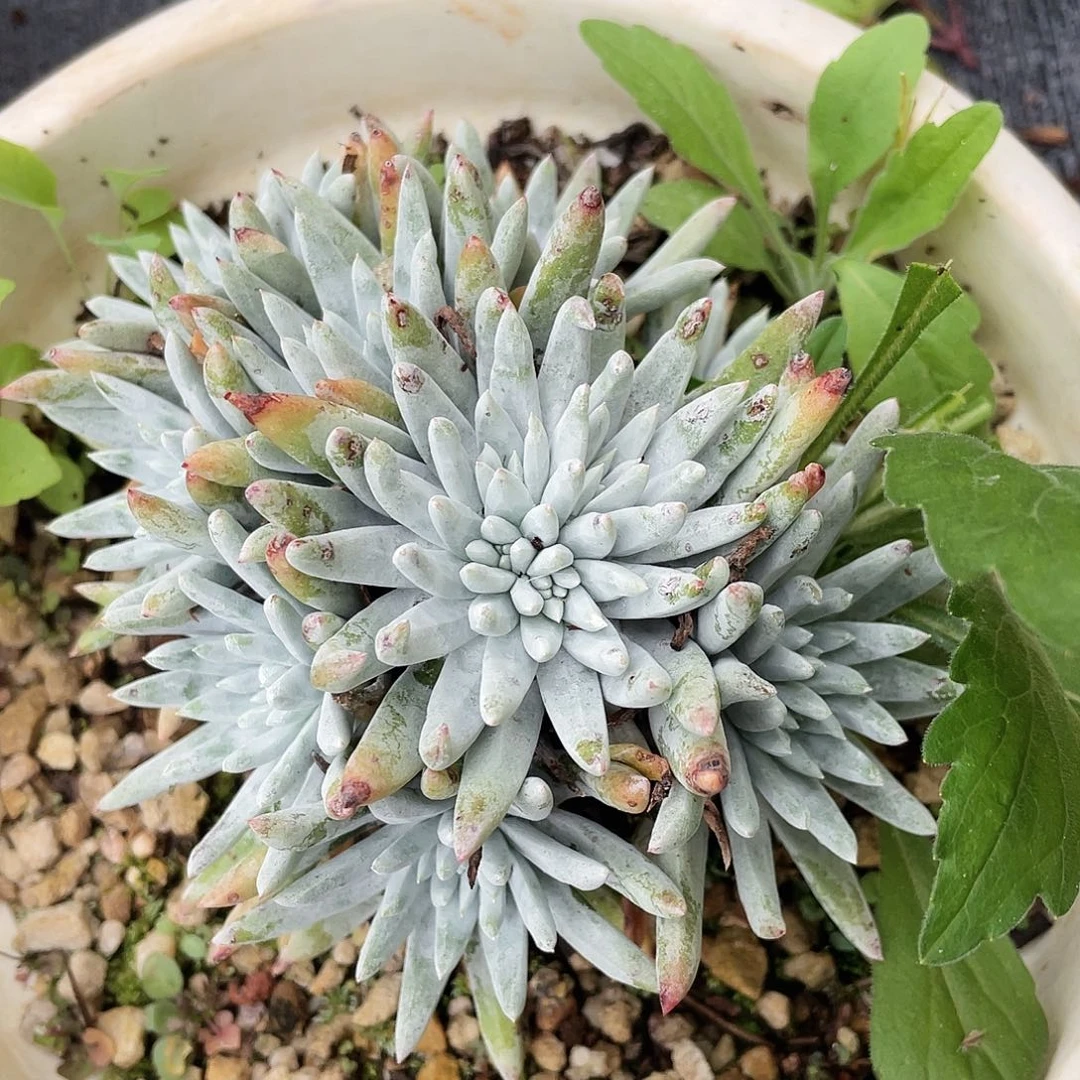 仙女多头老桩1597