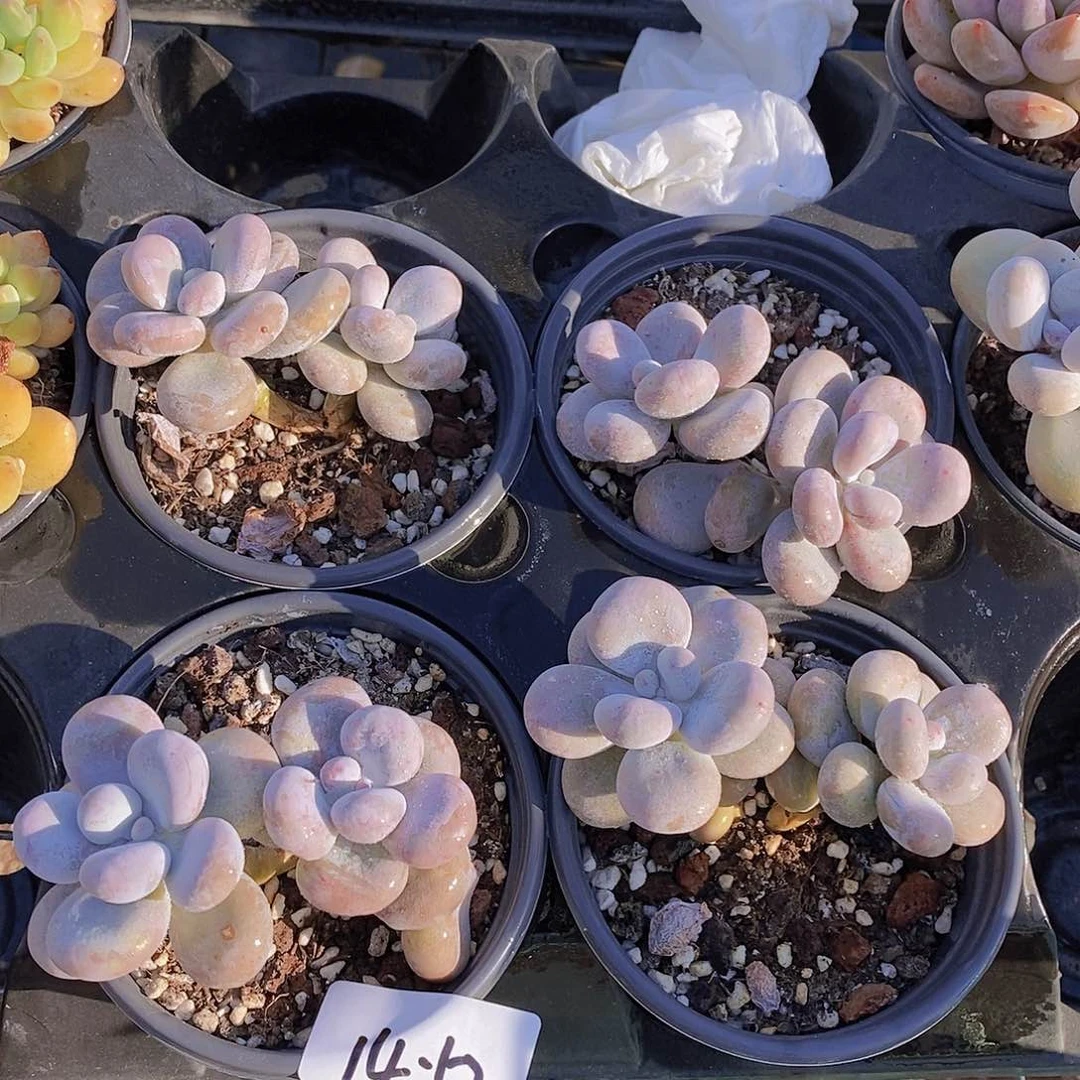 14-52-奶酪福利双头一颗量拍