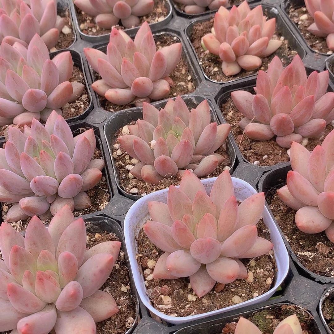 两颗水晶球23457789999900