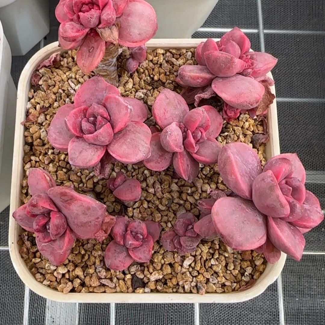 从前慢花园精选彩虹糖锦