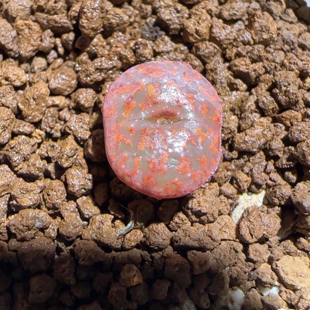 肉锥多肉植物组合-ap正红色酒红勋章287