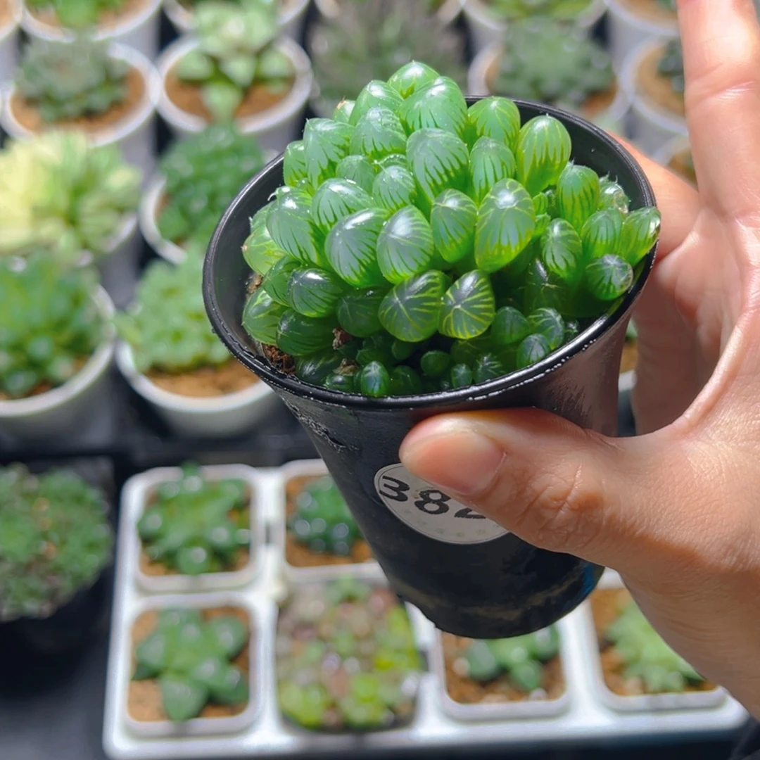 3820多肉植物一颗多肉