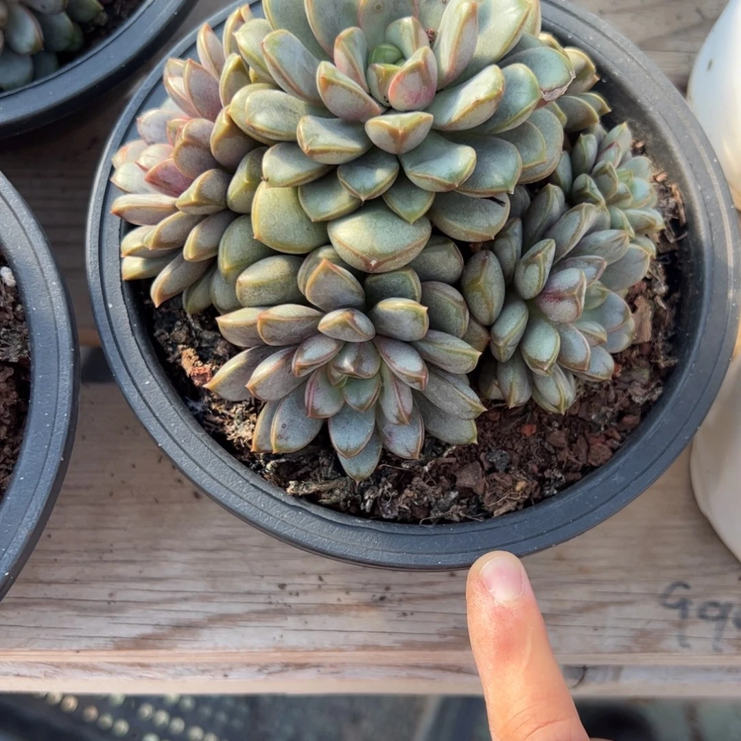 葡萄群生多肉植物